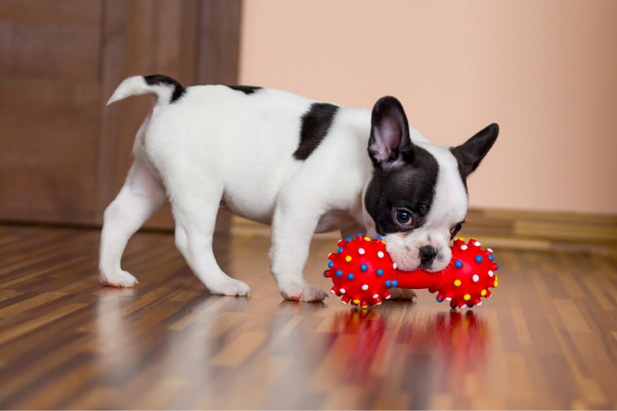 3 juguetes para perros ansiosos que les mantendrá felices y tranquilos