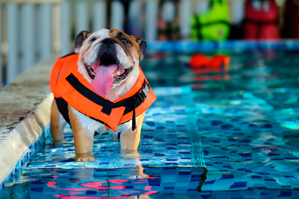 Mm Betsy Trotwood Escarpado 5 consejos de natación para tu perro - Pet's Life