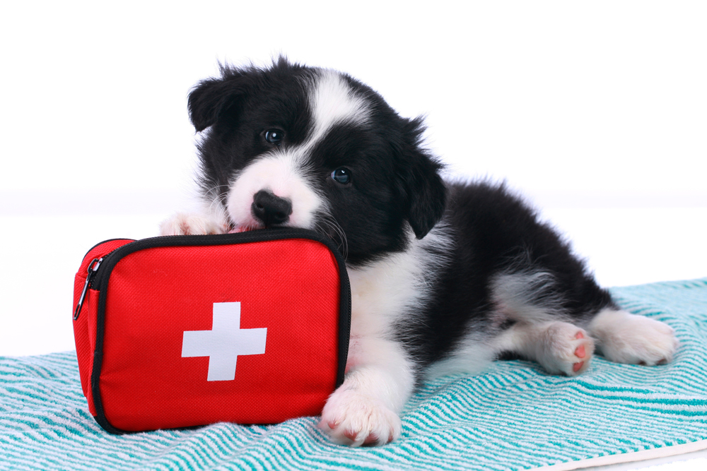 Arma un kit de emergencia para tu mascota - Pet's Life