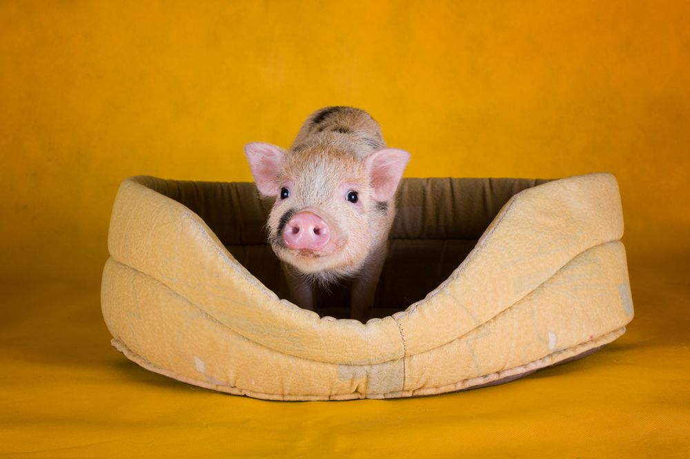 Investigación Descubrir Cuerpo Los contras del Mini Pig como mascota - Pet's Life