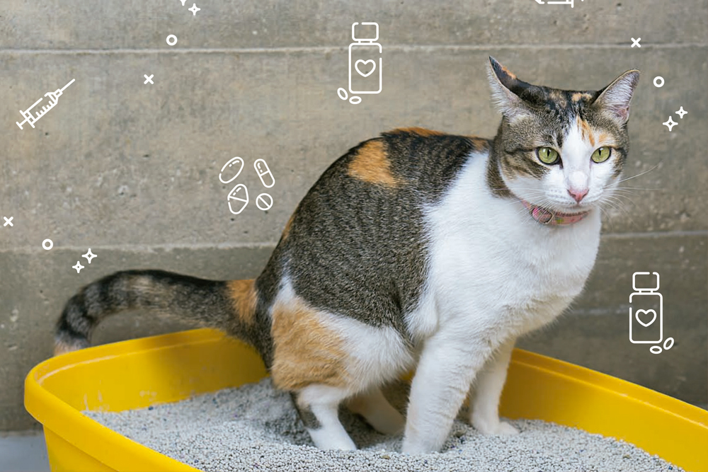 Cómo hacer que un gato rescatado use la arenera?