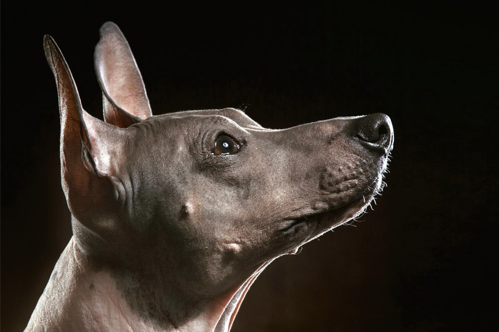 peso inercia Pensar Los perros como guía para el Mictlán - Pet's Life