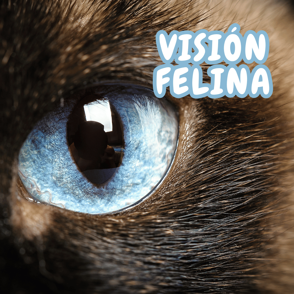 CatsLife_PetsLife_Vision.felina_como.ve.un.gato 2