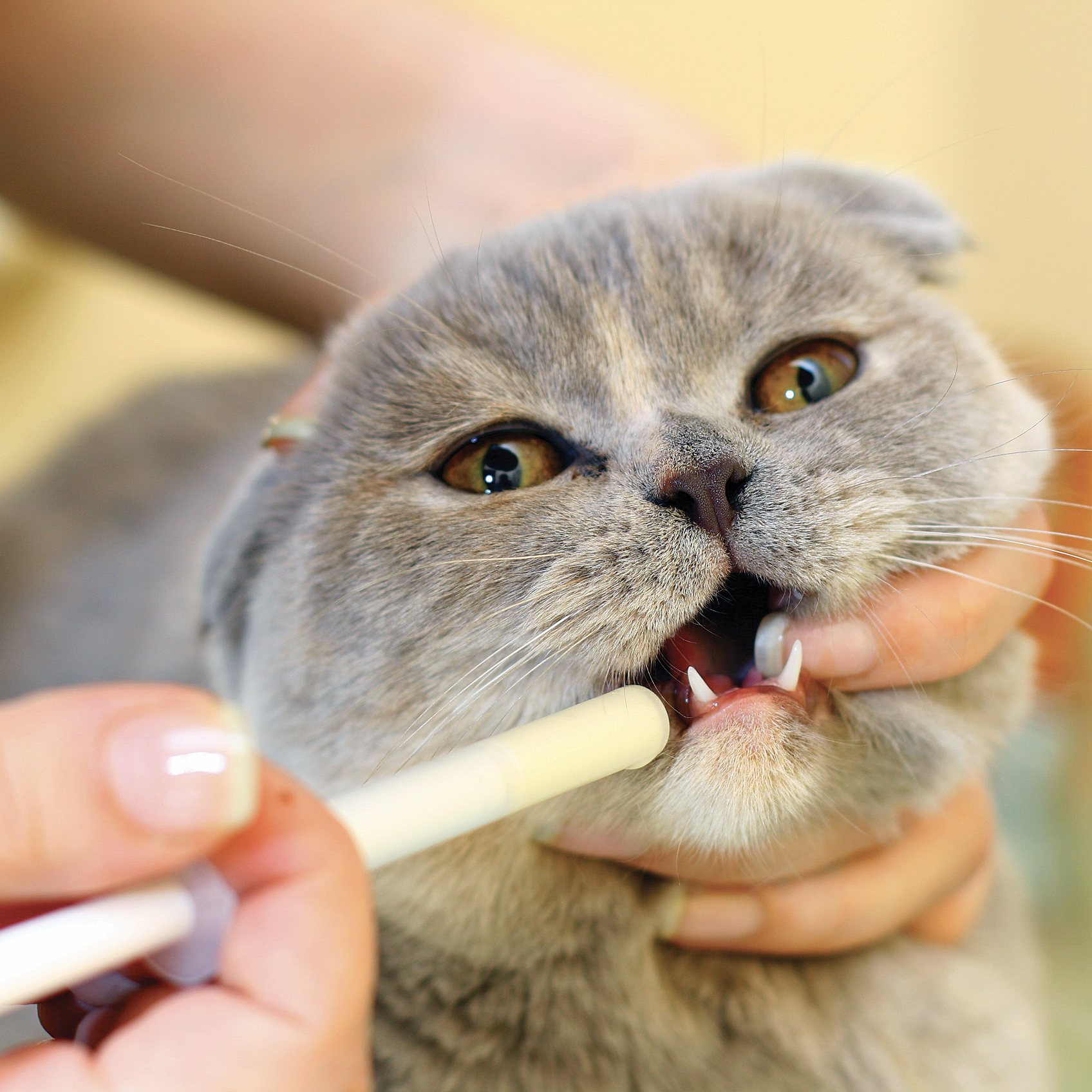 medicar a un gato