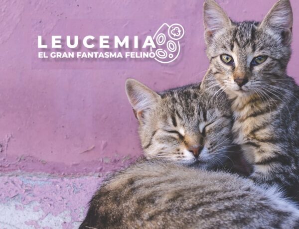 leucemia viral felina
