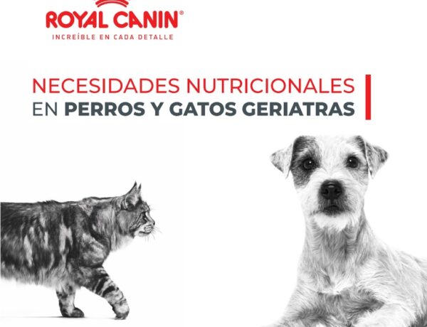 necesidades nutricionales en perros y gatos geriatras