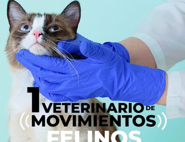 veterinario especialista en gatos