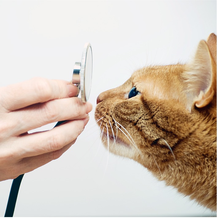 veterinario especialista en gatos