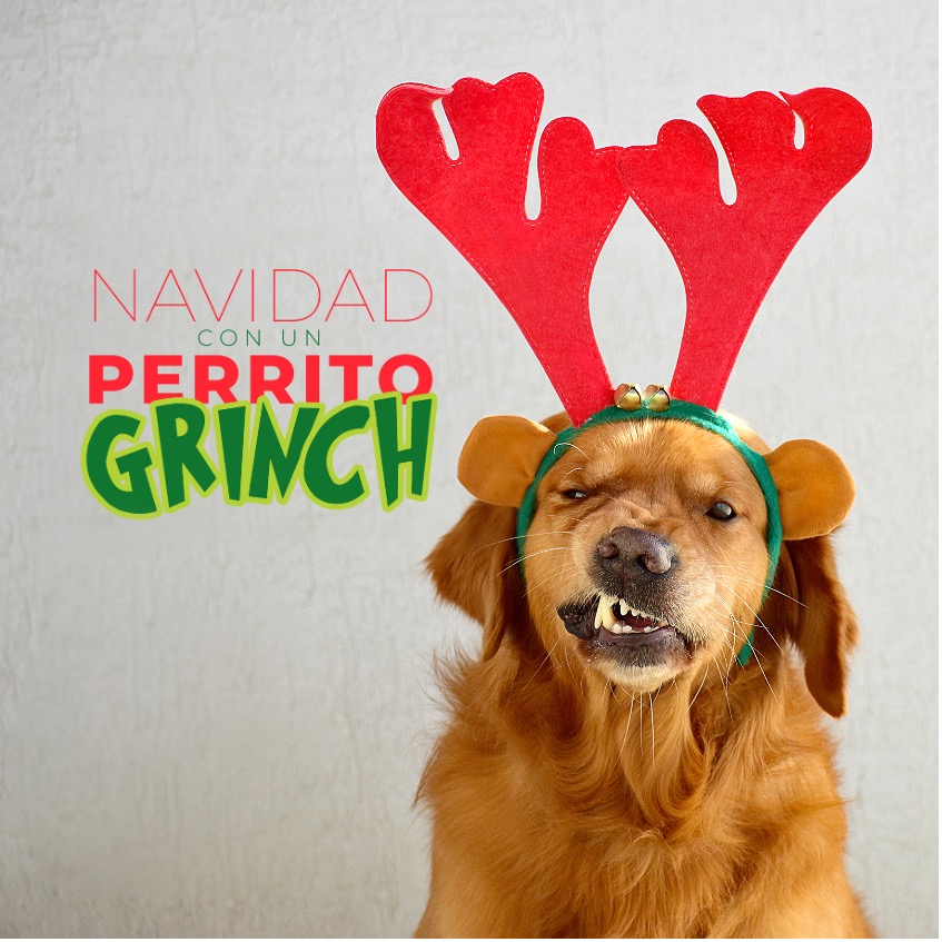 perro grinch