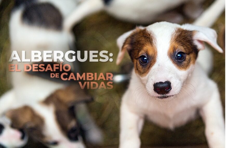Albergues