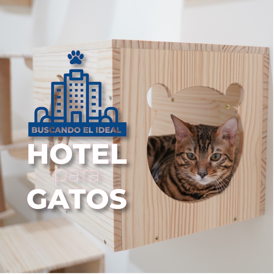 hotel para gatos