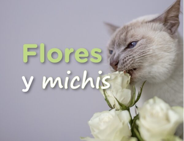 Flores gatos 1