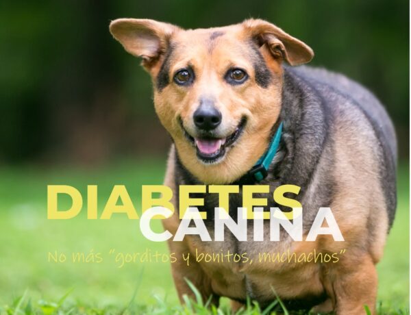 Diabetes canina 1
