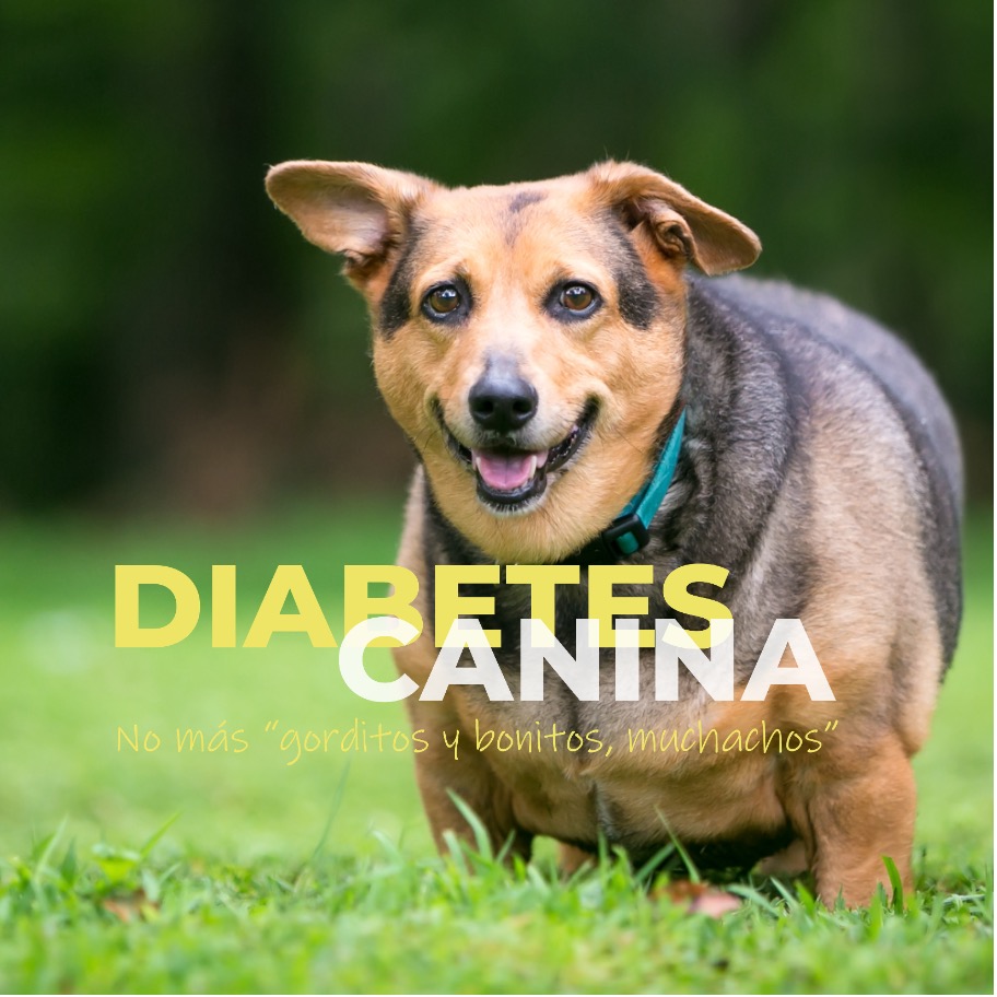 Diabetes canina 1
