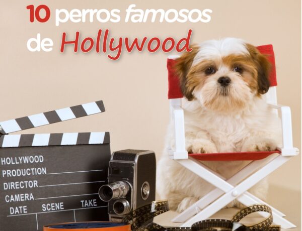 perros de hollywood 1