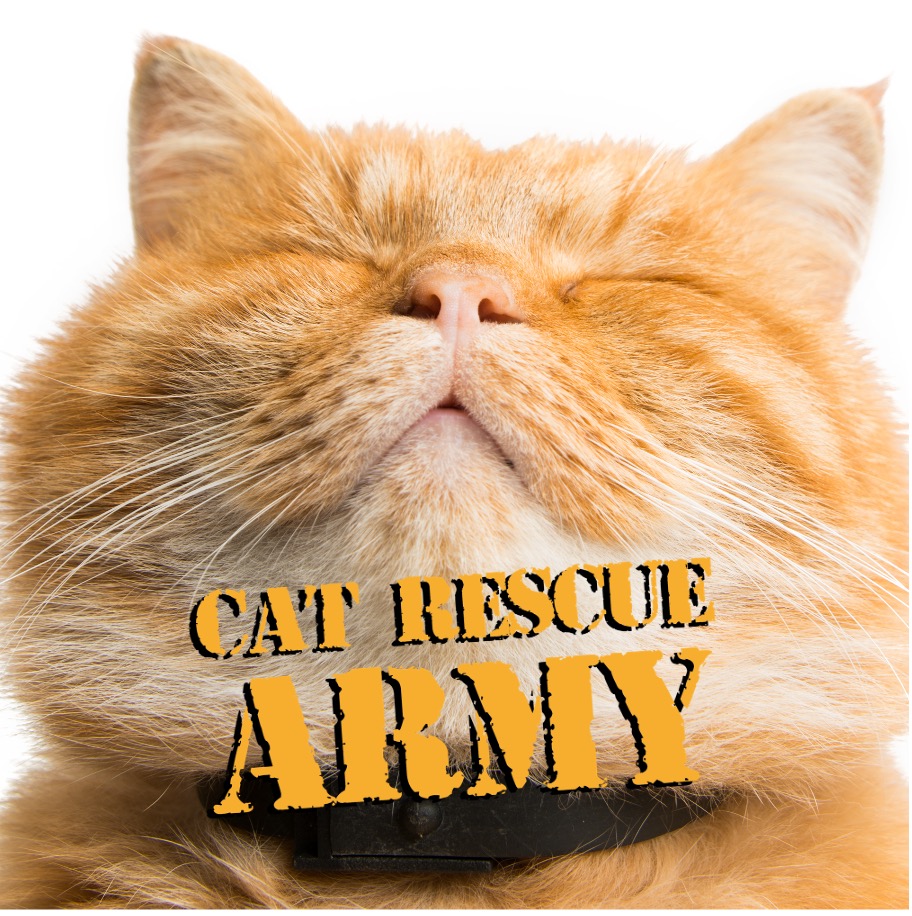Cat rescue army 1