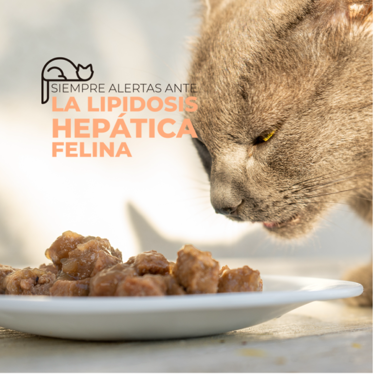 Siempre alertas ante la Lipidosis Hepática Felina