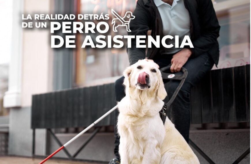 Perro de asistencia: La realidad detrás de uno