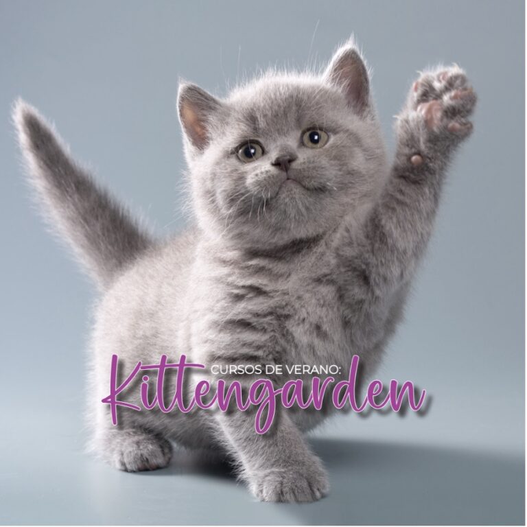 El Kittengarden es un curso que todo gatito necesita
