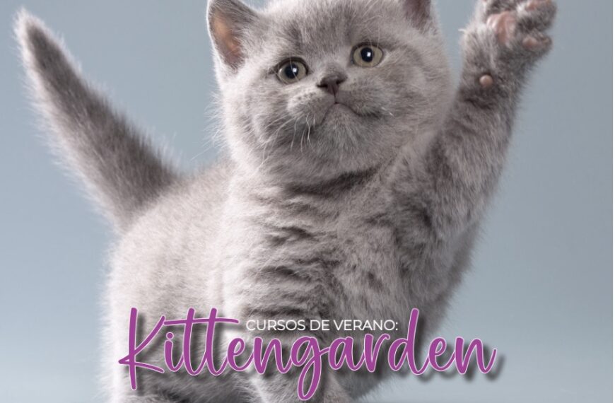 El Kittengarden es un curso que todo gatito necesita