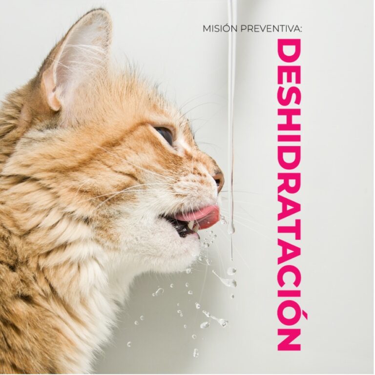 Cuidado con la deshidratación en gatos