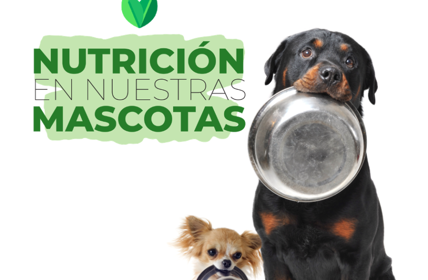 La correcta nutrición en nuestras mascotas