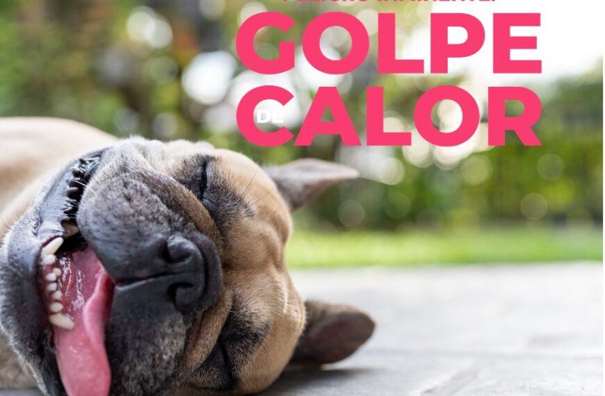El golpe de calor en perros