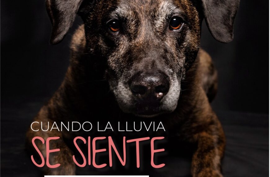 Cuando la lluvia se siente: Condroprotectores