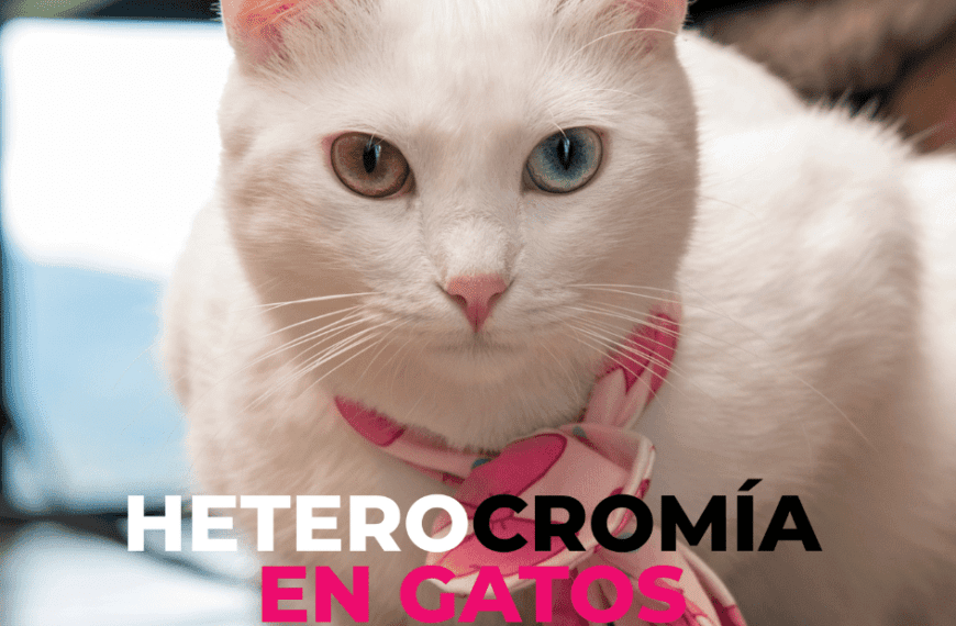 Catslife_PetsLife_Heterocromia.felina_ojos.de.diferente.color_gatos.con.ojos.diferentes 2