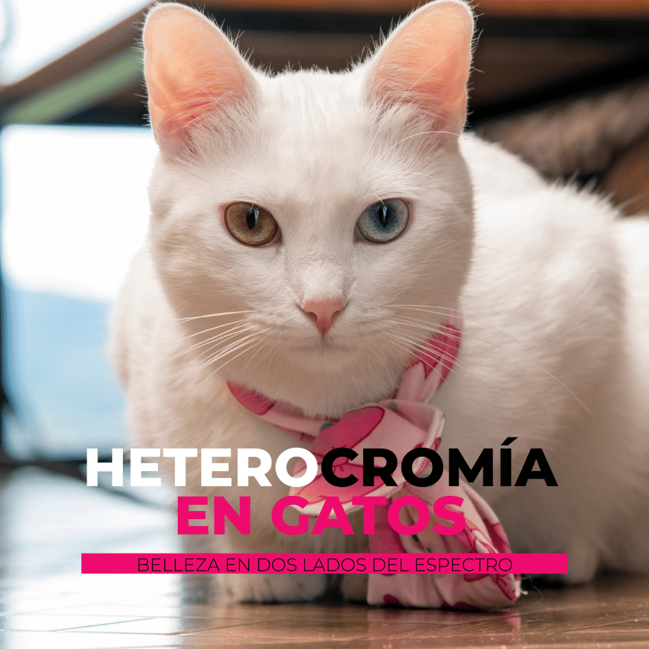 Catslife_PetsLife_Heterocromia.felina_ojos.de.diferente.color_gatos.con.ojos.diferentes 2