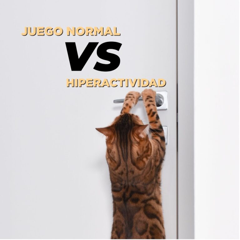 Juego normal vs. Hiperactividad felina