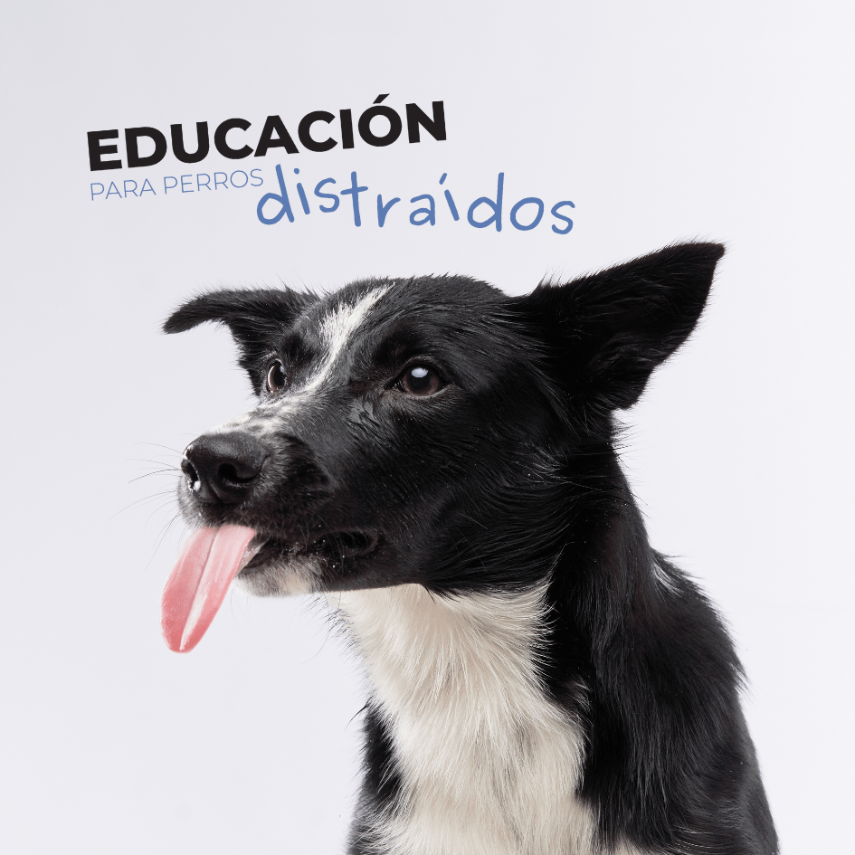 Petslife_perros.distraidos_educacion.para.perros_etodologia