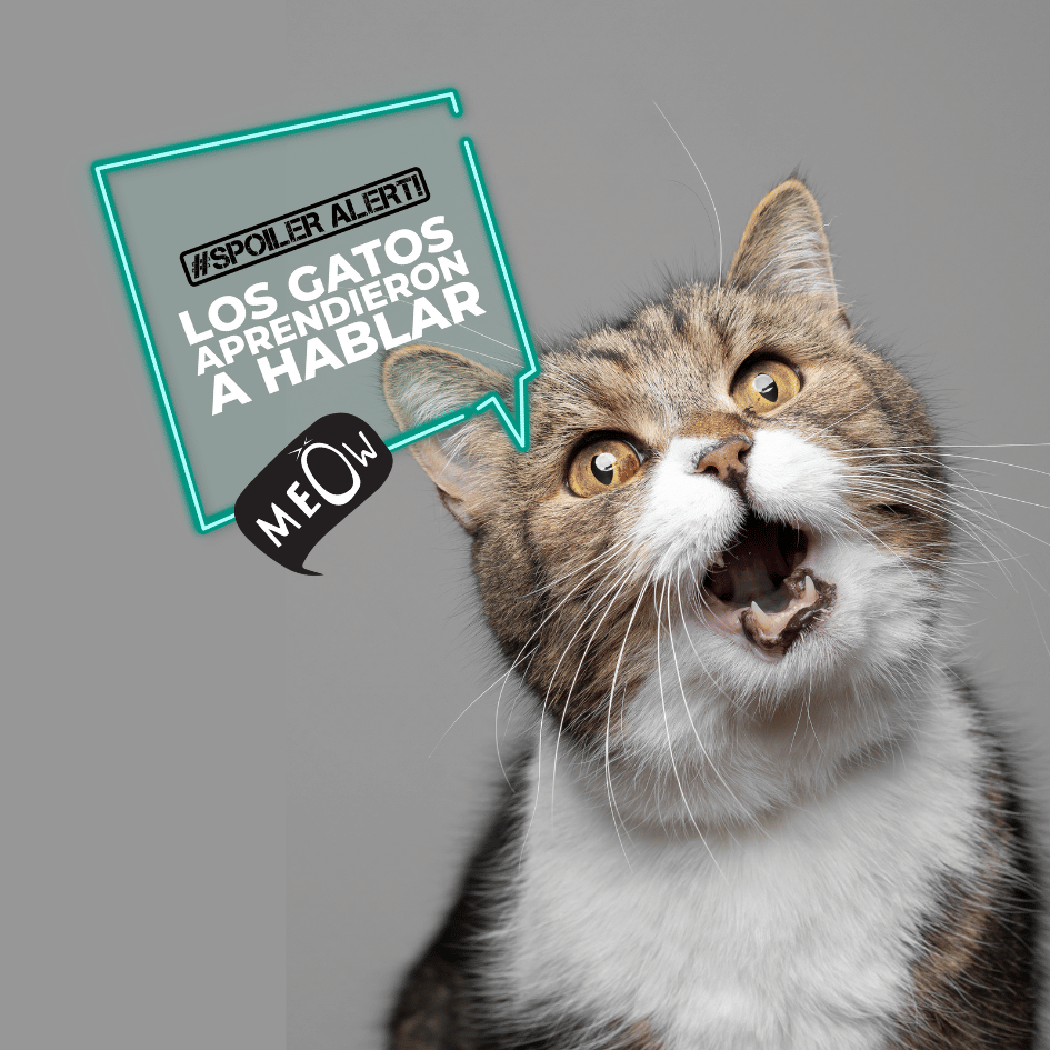 Catslife_Los.gatos.aprenden.a.hablar