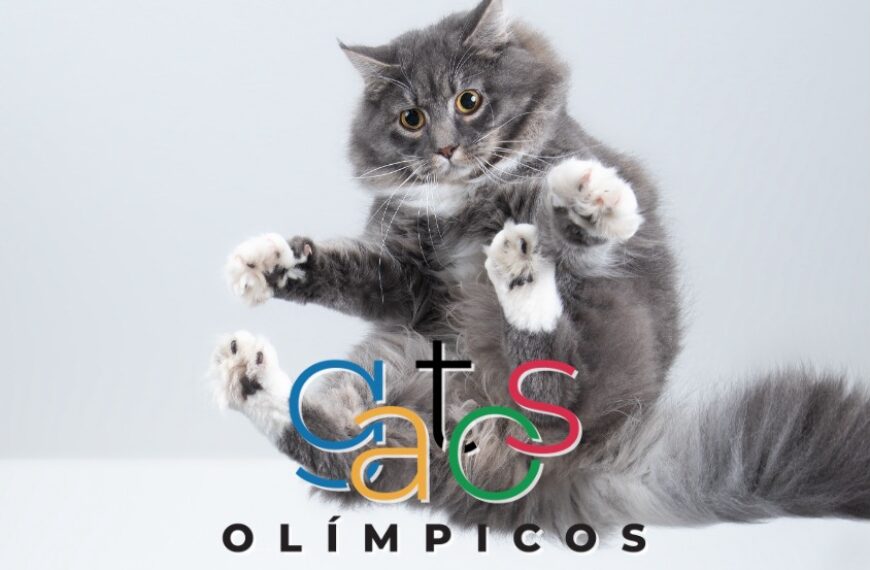 gatos olímpicos 1