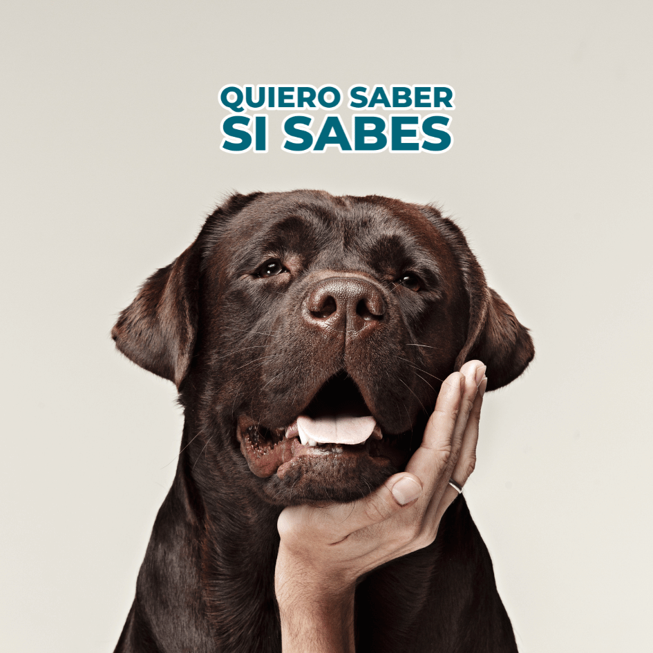 PetsLife_editorial_quiero.saber.si.sabes_agosto