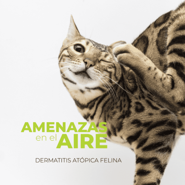 Síntomas y tratamiento de la dermatitis atópica felina