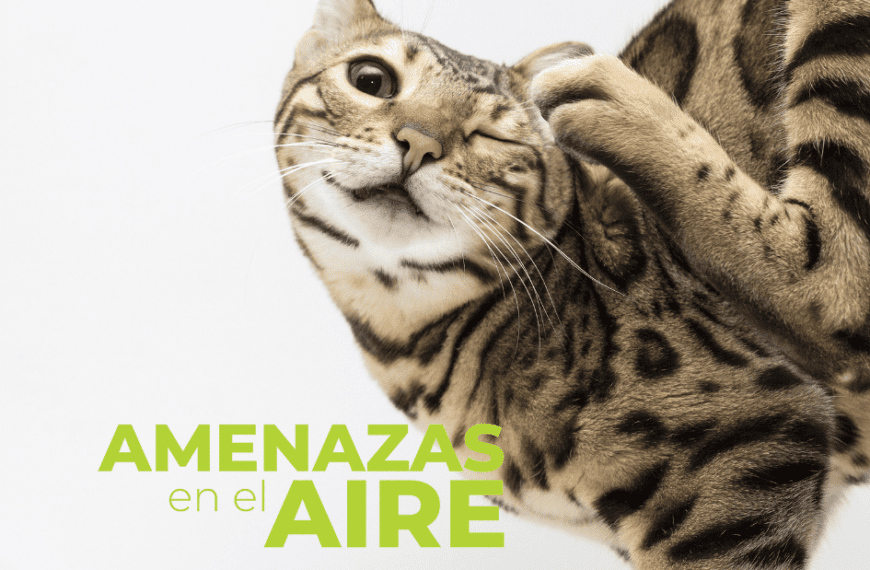 Síntomas y tratamiento de la dermatitis atópica felina