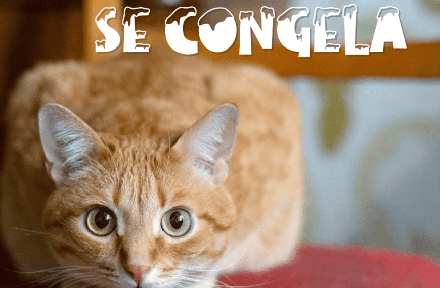 Gato congelado: Estimula su secuencia de “cacería”