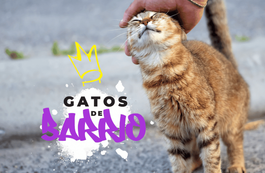 Gatos del Barrio, ¿es la vida en la calle lo mejor para ellos?