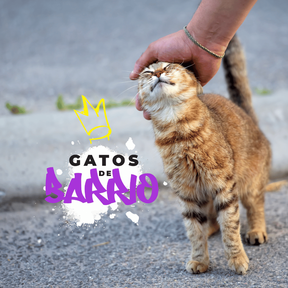 Petslife_catslife_gatos.del.barrio_gatos.comunitarios_gato.de.la.cuadra_riesgos_beneficios_vida.libre_Don.gato.y.su.pandilla 1