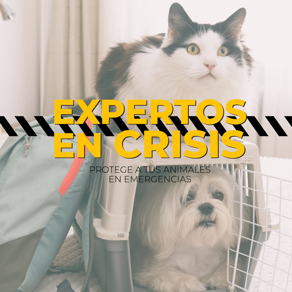 Petslife_expertos.en.crisis_emergencias_desastres_desastres.naturales_protege.a.tus.perros.y.gatos_animales.en.emergencias 1