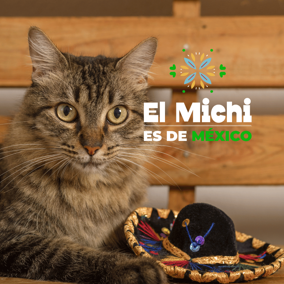 Catslife_Petslife_gatos.de.mexico_gato.en.mexico_gato.mexicano_jaguar_mixi_michi