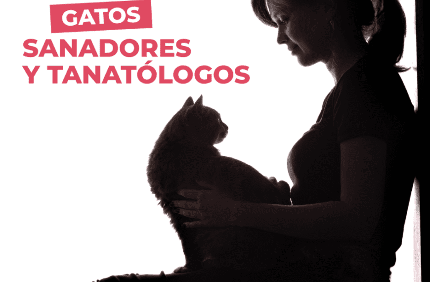 Catslife_petslife_gatos.sanadores