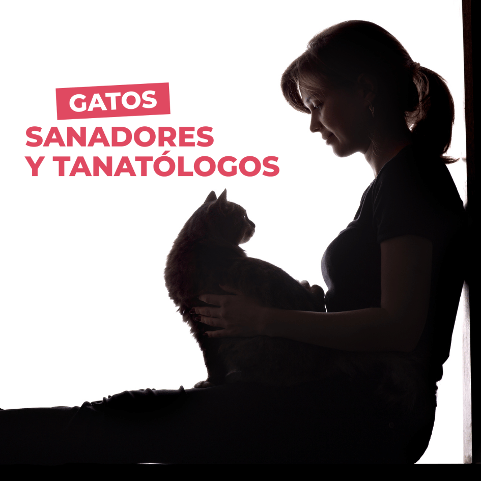 Catslife_petslife_gatos.sanadores