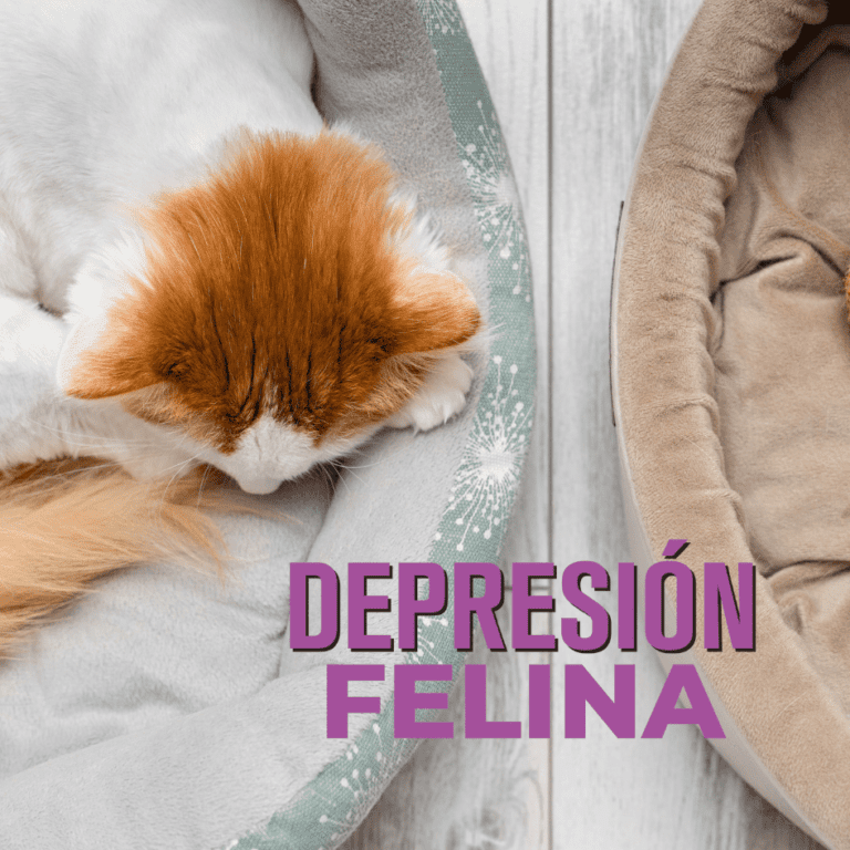 Petslife_Catslife_depresion.en.gatos_depresion.felina_causas.Feliway_feliway.classic_difusro.de.feliway_feromonas 1