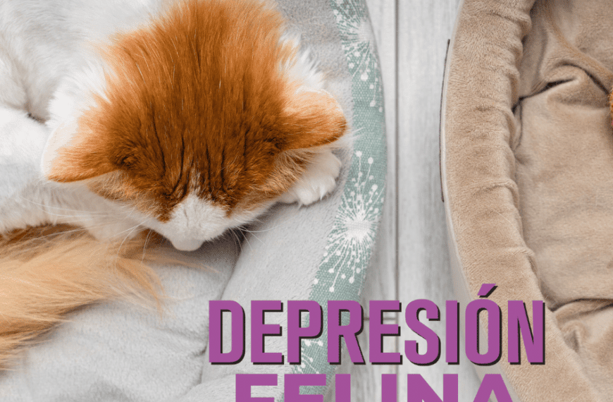 Petslife_Catslife_depresion.en.gatos_depresion.felina_causas.Feliway_feliway.classic_difusro.de.feliway_feromonas 1