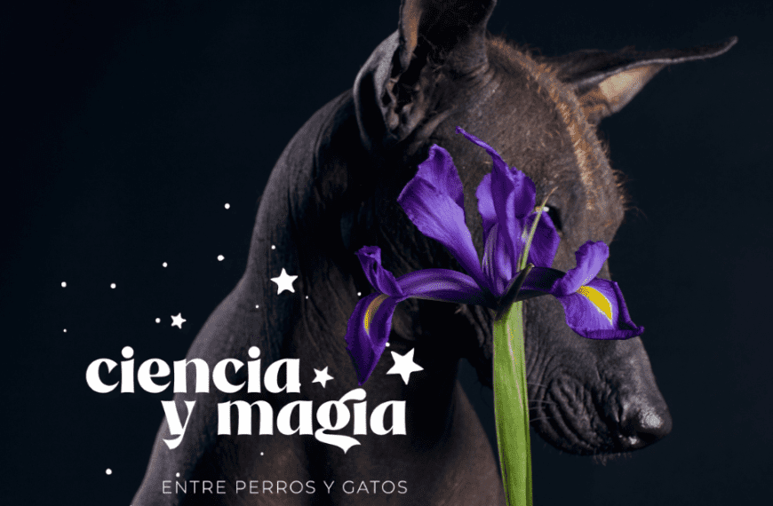 Perros y gatos: Ciencia y leyendas sobre su conexión espiritual