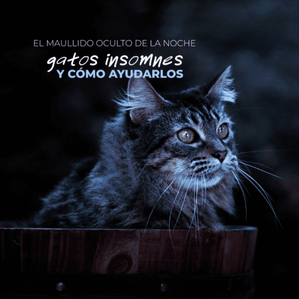 Catslife_gatos_Petslife_pet.food.institute_gatos.nocturnos_gatos.activos.de.noche 1