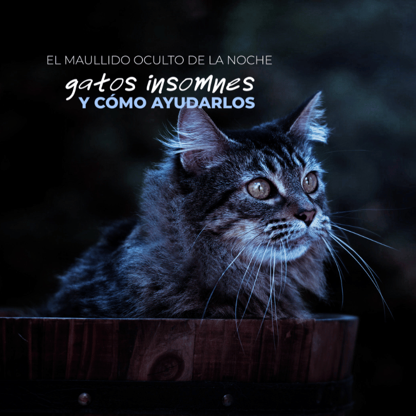 Catslife_gatos_Petslife_pet.food.institute_gatos.nocturnos_gatos.activos.de.noche 1