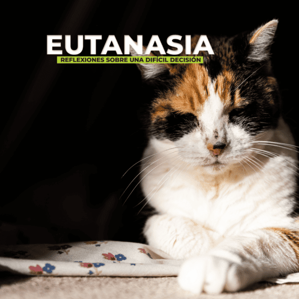 Eutanasia felina: amor y responsabilidad en la decisión final